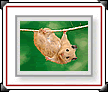 Animali